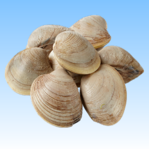 分类图片 Shell Fish