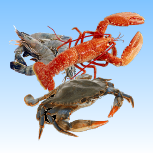 分类图片 Crustaceans