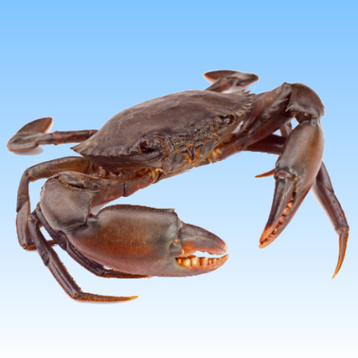 Picture for category Live Crustaceans