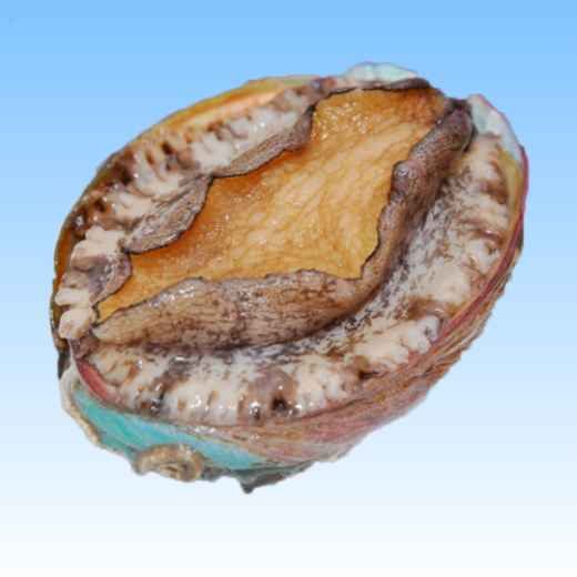 Picture for category Live Shellfish